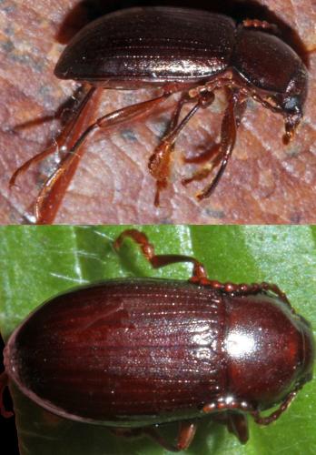 Nalassus laevioctostriatus